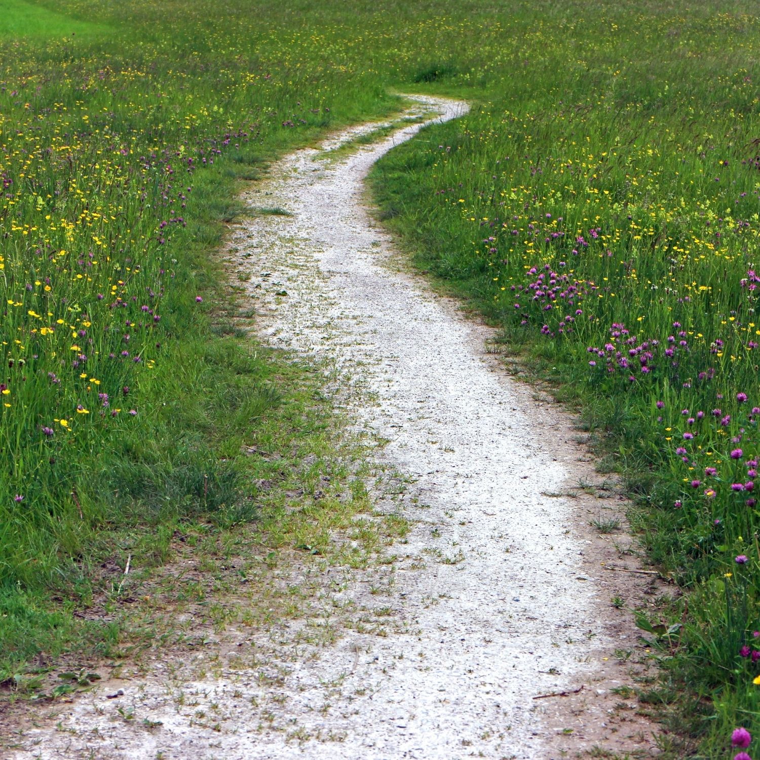 dirt path through a grassy field