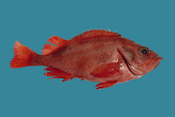 A redfish is seen in profile on a teal background