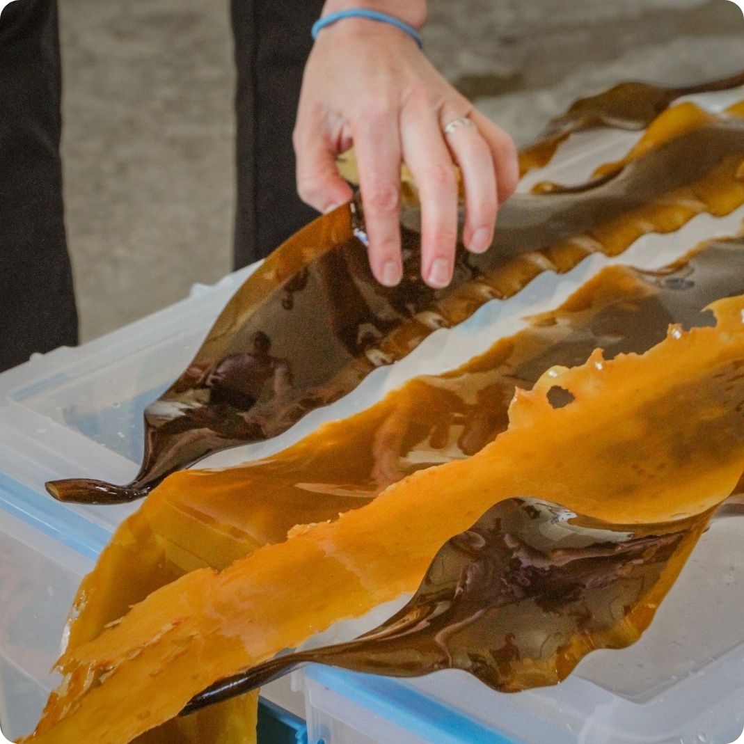 hand touching kelp fronds