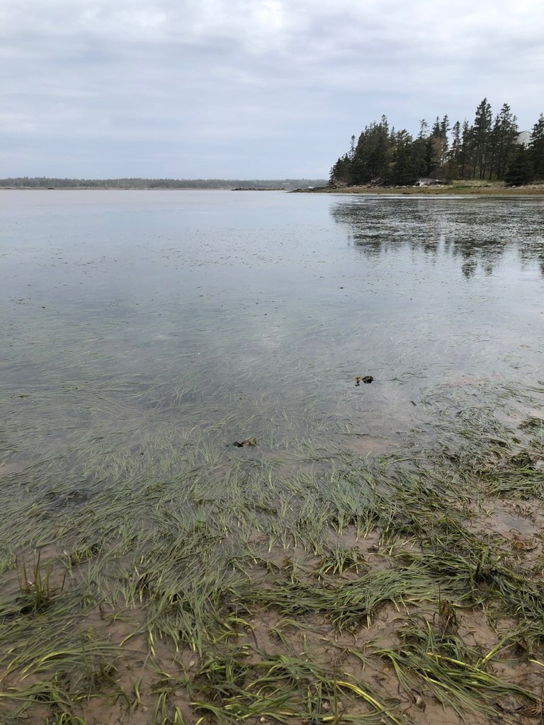 An eelgrass meadow is seen lying flat in shallow waters during low tide.