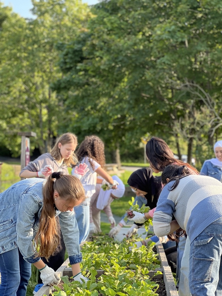 A group of people are bent over a garden bed and harvesting radishes.