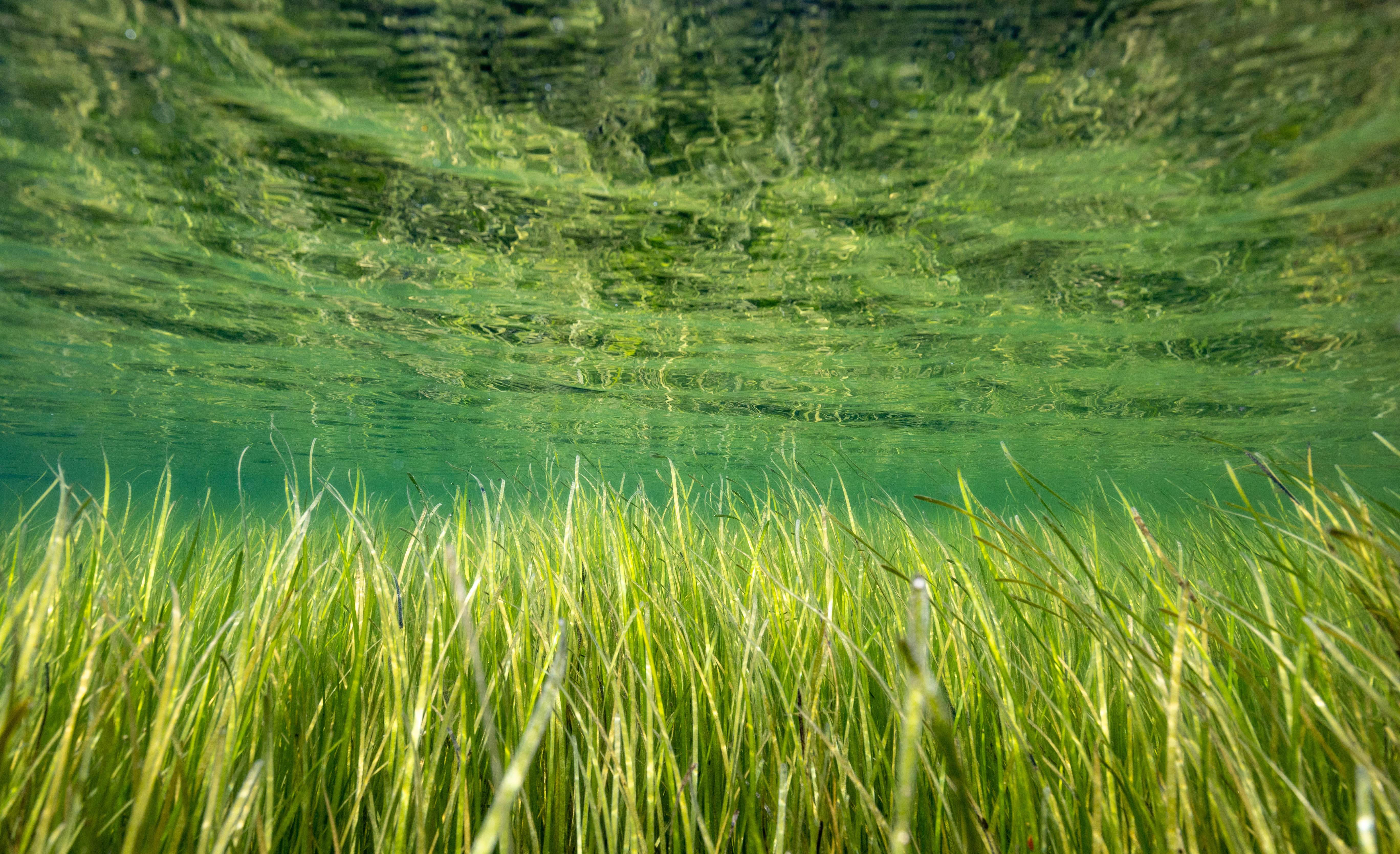 An underwater photo of an eelgrass meadow.