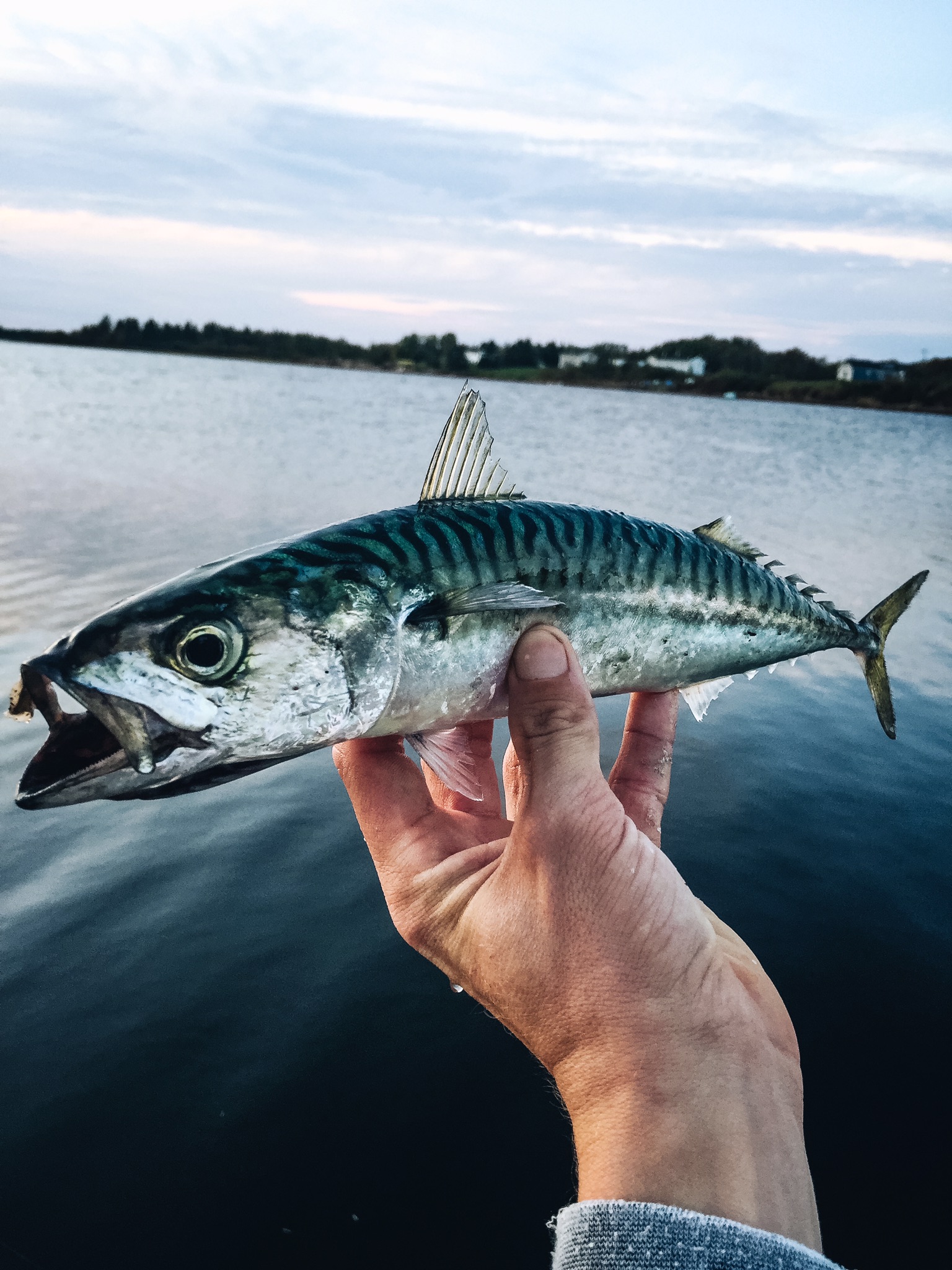  A hand holds a mackerel fish aloft with water in the background.