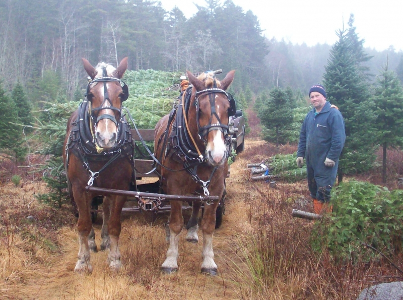 Christmas tree farmer Kevin Veinotte with his horses