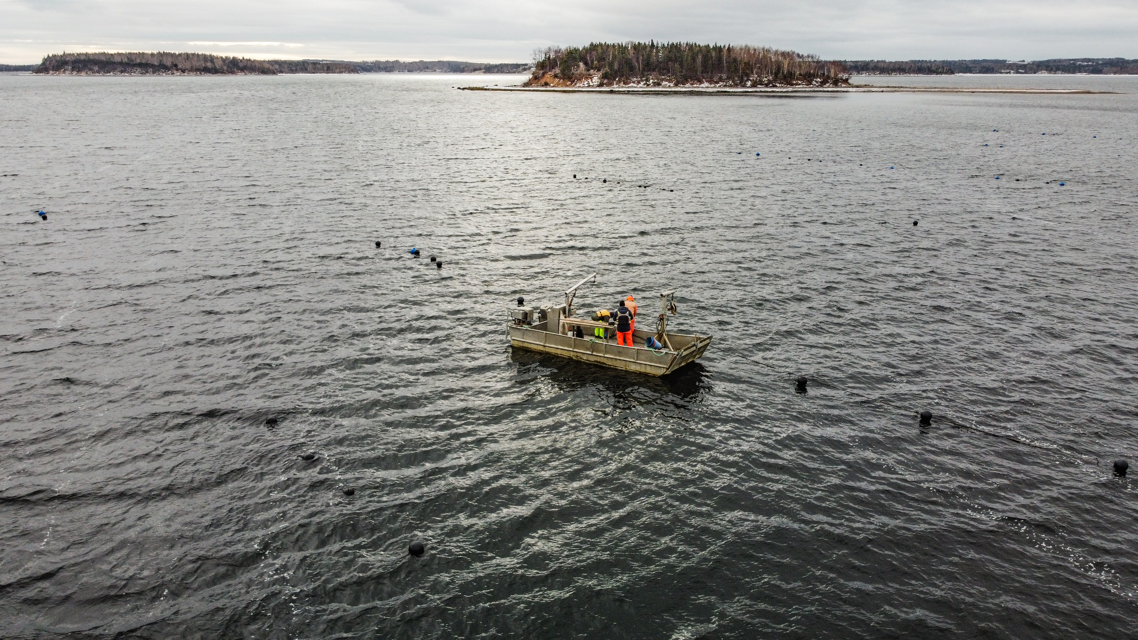At a distance, 2 persons are working in a seaweed aquaculture vessel on the water.