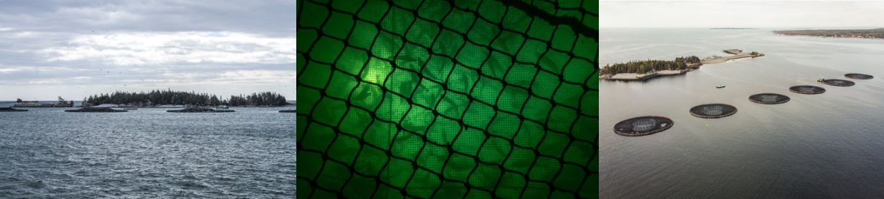 three images. 1. several fish farms seen from water level 2. silhouettes of a number of fish are viewed through a dark net and dark green water 3. arial view of six open net pen fish farms off the coast of Nova Scotia. an island sits in the background​