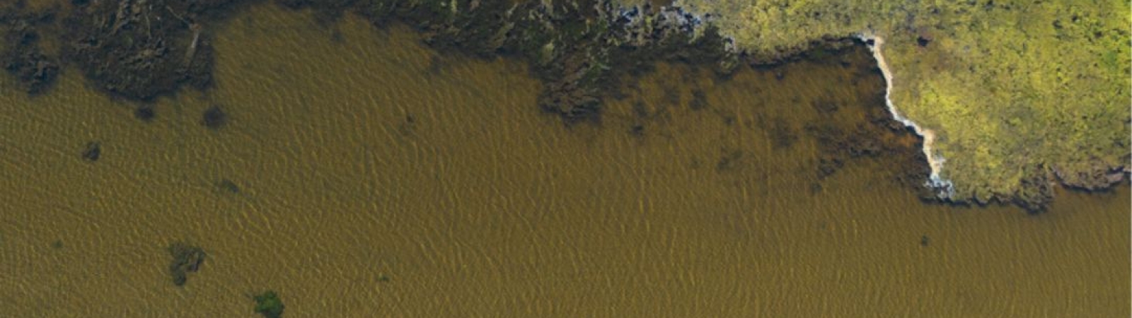 a drone photo of a wetland, with green grasses, algae and shallow water visible from a bird's eye view