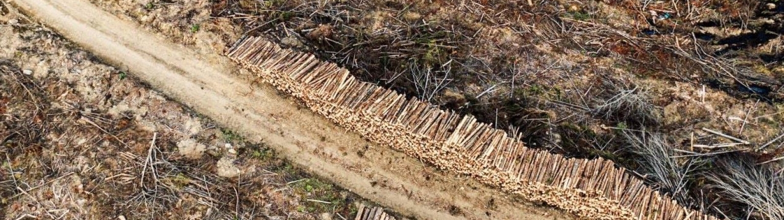 a clearcut forest