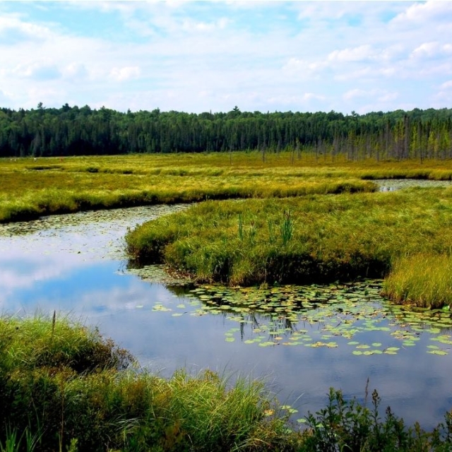 wetlands photo