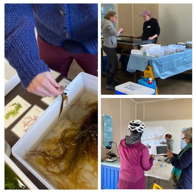 a grid of three images of people participating in the Kelp Fest Open House in 2023