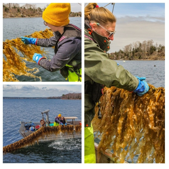 a grid of three images of people farming Kelp off the coast of Nova Scotia