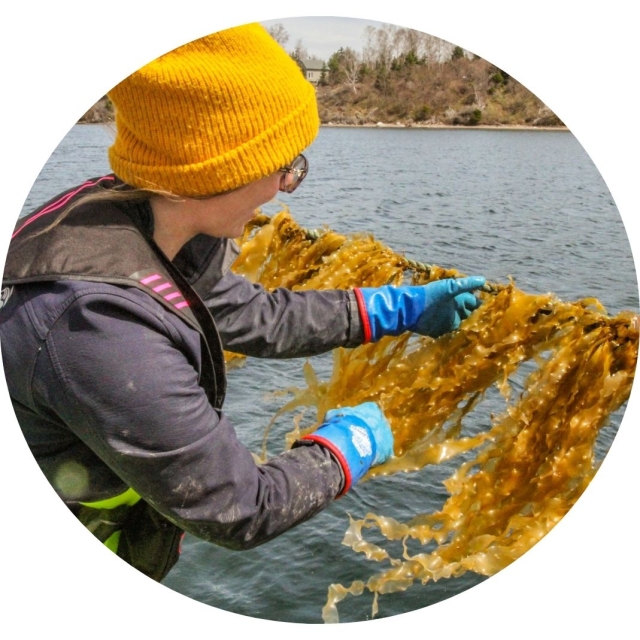 kelp harvester examining farmed kelp on a boat