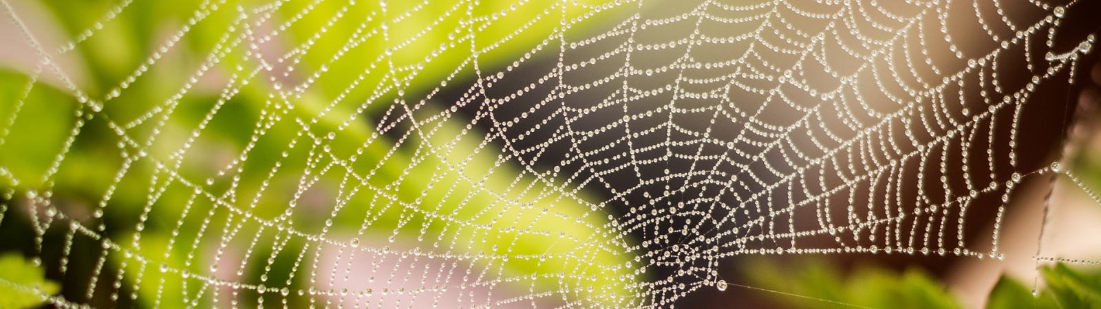 spiderweb