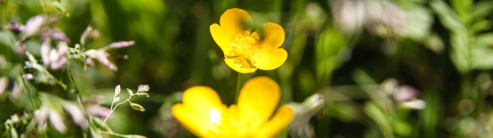 yellow flowers surrounded by green grass