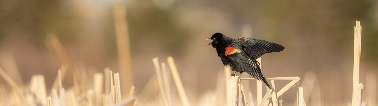 black bird sitting on stalk in field
