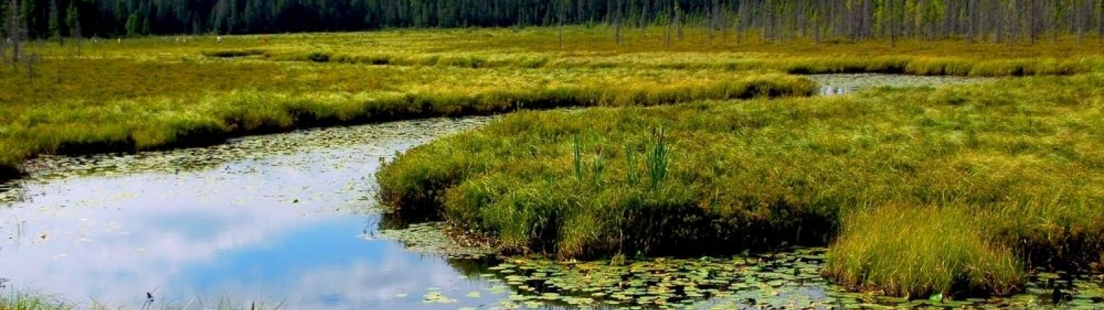 A photo of a wetland with lily pads and tall green grasss on a sunny day.