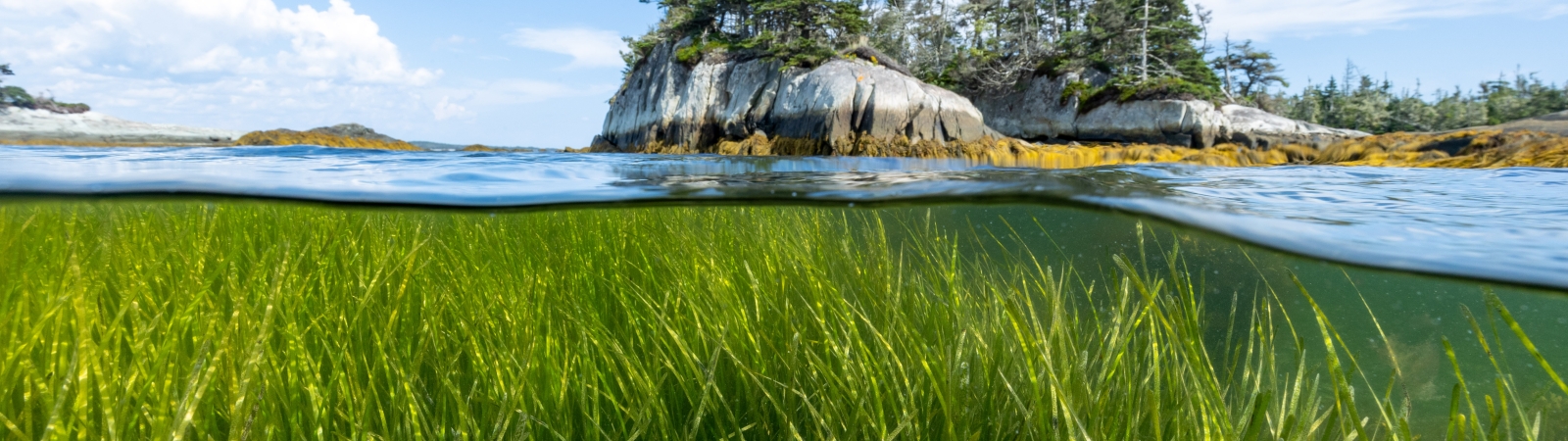 Eelgrass meadow taken with a water camera where you can see blue skies above the ocean and a small rock island with pine trees on it.