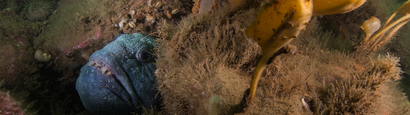 A deep water large blue coloured fish with teeth hiding on the sea floor.