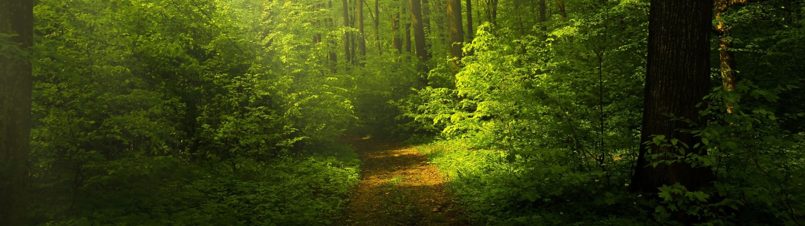a pathway leading into a lush green forest