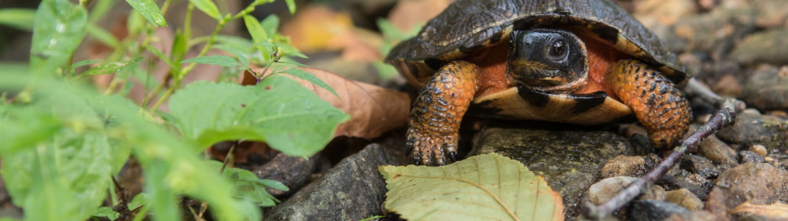 a wood turtle sitting on a rock with green leaves