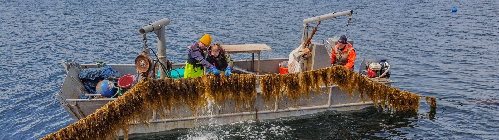 three people inspect a line of farmed kelp on a small boat