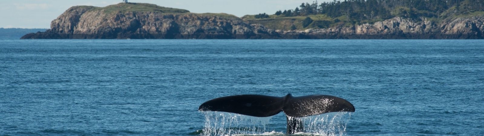 Humpback whale tail vanishing into the ocean
