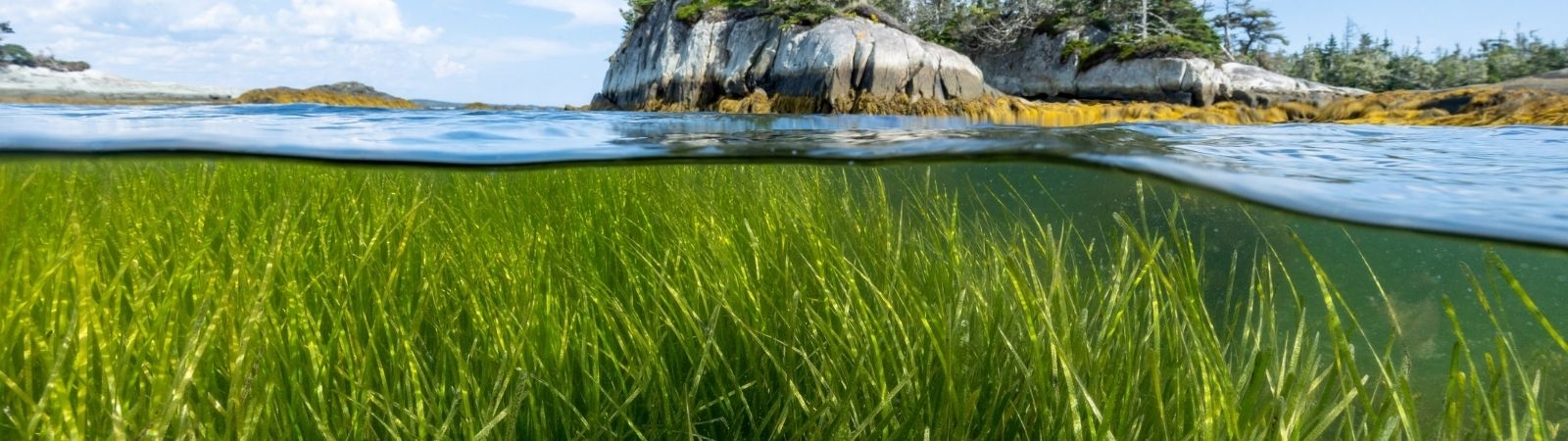 eelgrass panorama