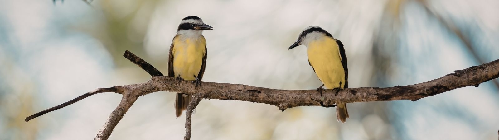 Two yellow birds sitting on a branch