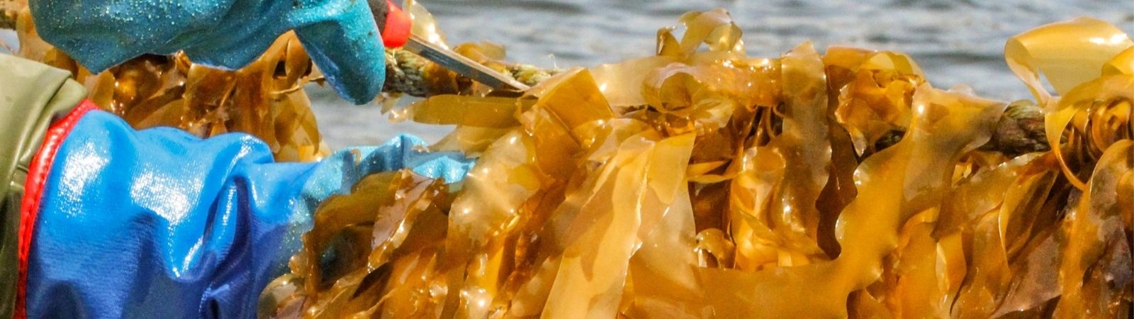 Gloved hands holding fresh kelp on a boat 
