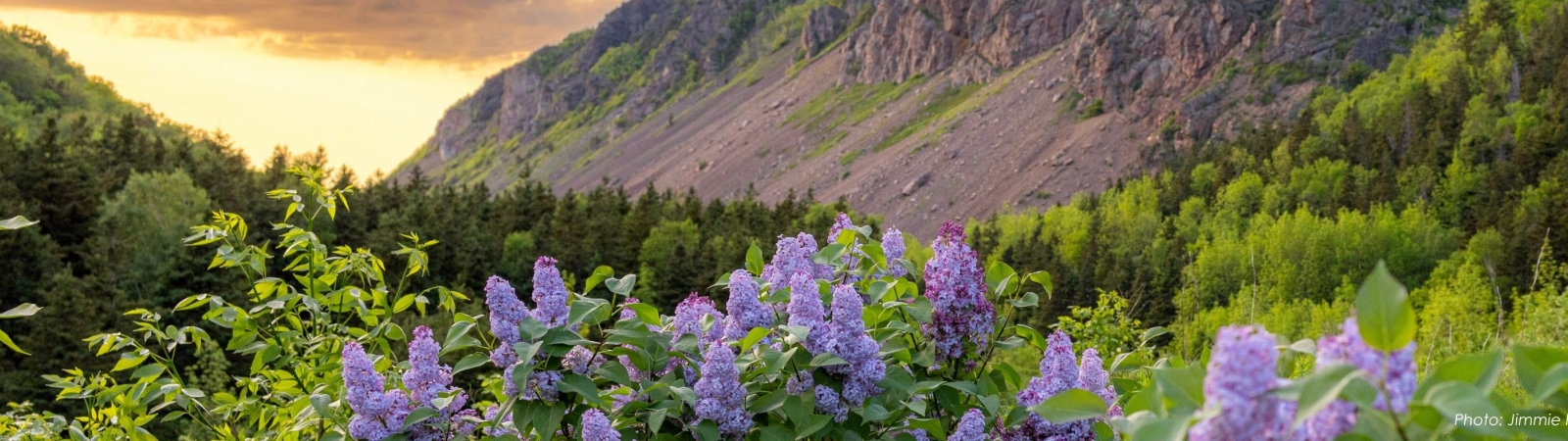 Cape Breton mountains and valley with flowers