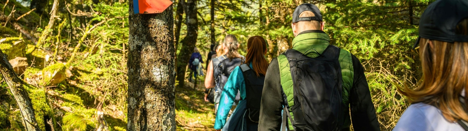 Hikers going through a forest