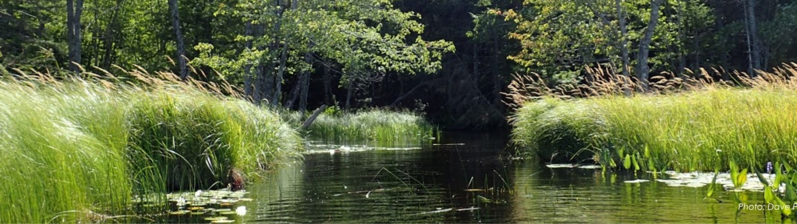 Shores of Sandy Lake bordered by long grasses and trees