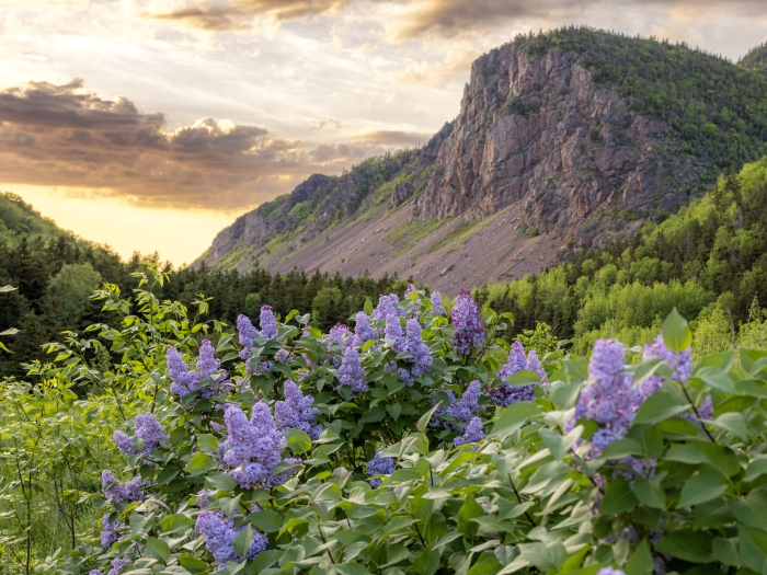 purple flowers in front of cliffs