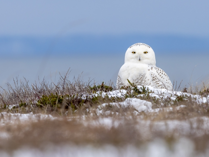 snowy owl in a field