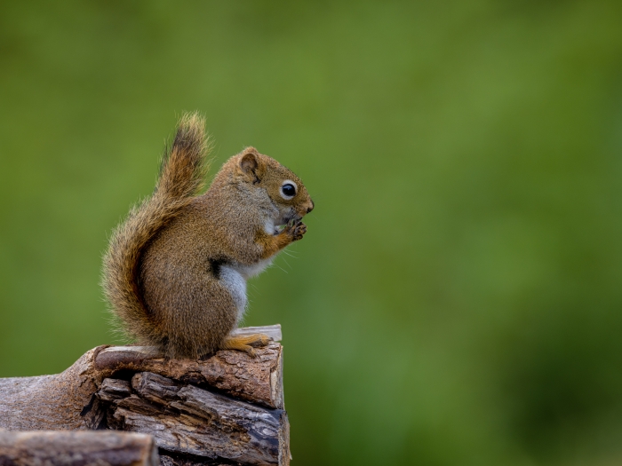 red squirrel in green forest