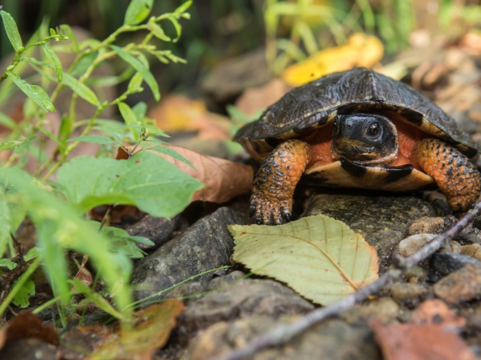 a wood turtle sitting on a rock with green leaves