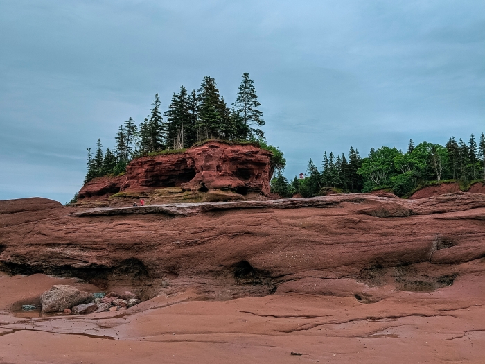 coniferous trees grow on top of red sand formations on a beach at low tide