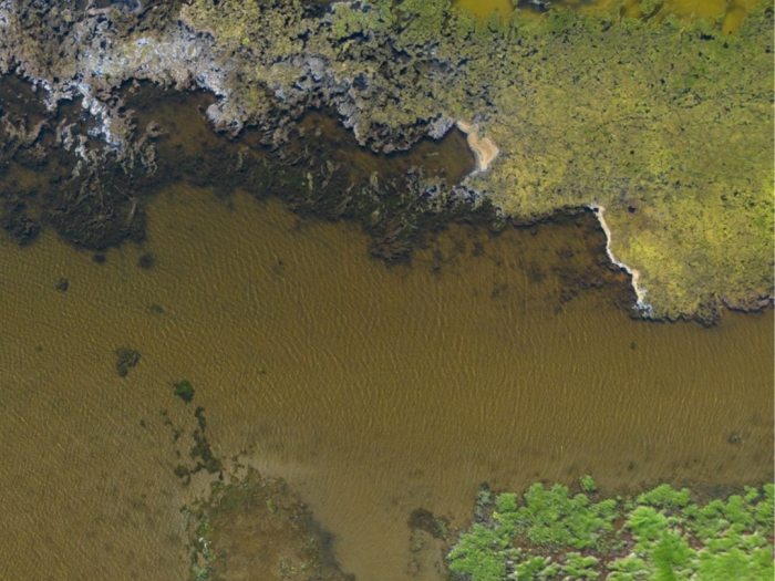 a drone photo of a wetland, with green grasses, algae and shallow water visible from a bird's eye view