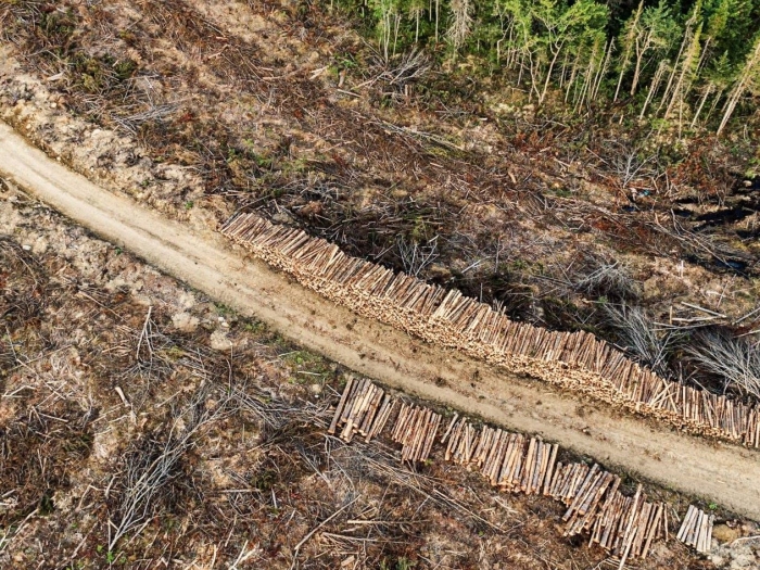 a clearcut forest