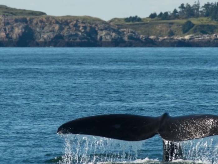 Humpback whale tail vanishing into the ocean