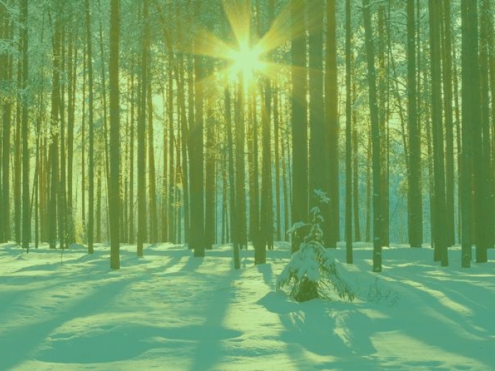 A snowy forest with a cartoon moose wearing a hat and scarf