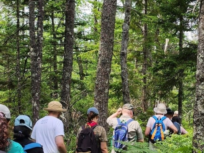 People hiking in a forest 