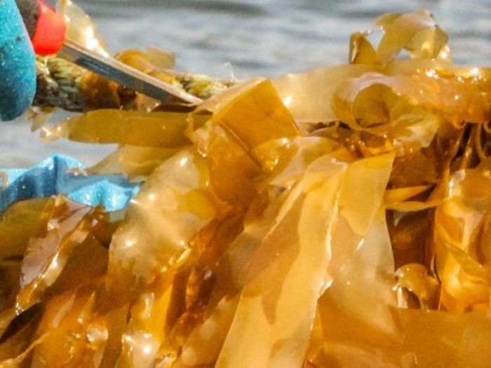 Gloved hands holding fresh kelp on a boat 