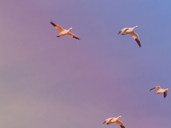 geese flying in V formation against a red-blue gradient backdrop