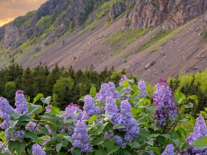 Cape Breton mountains and valley with flowers