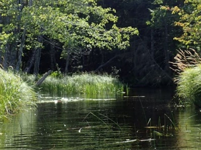 Shores of Sandy Lake bordered by long grasses and trees