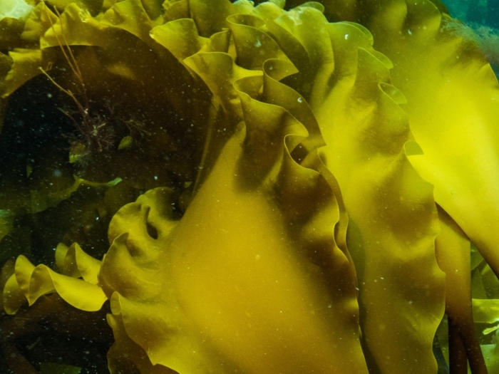 Knot of kelp fronds underwater