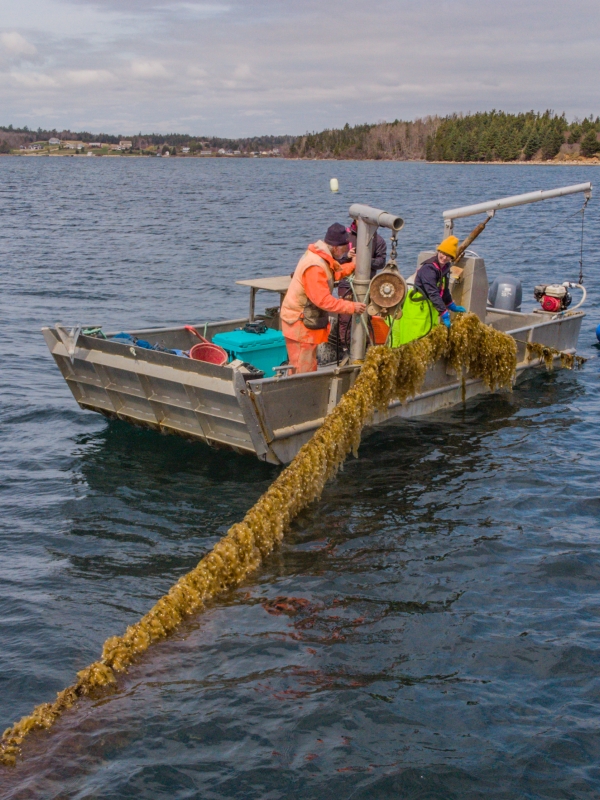 Onboard a small fishing boat on the ocean, two individuals work to pull a line of kelp out of the water.